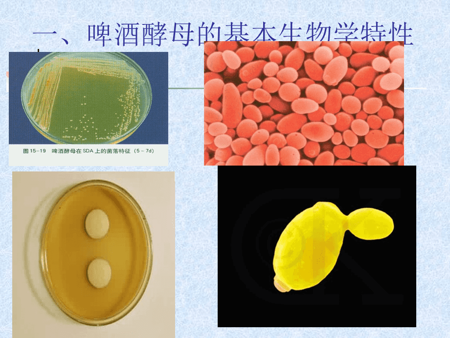 啤酒酵母菌的扩大培养 从实验室到发酵罐